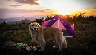 娱乐吃瓜酱狗餐馆,一场跨界美食盛宴